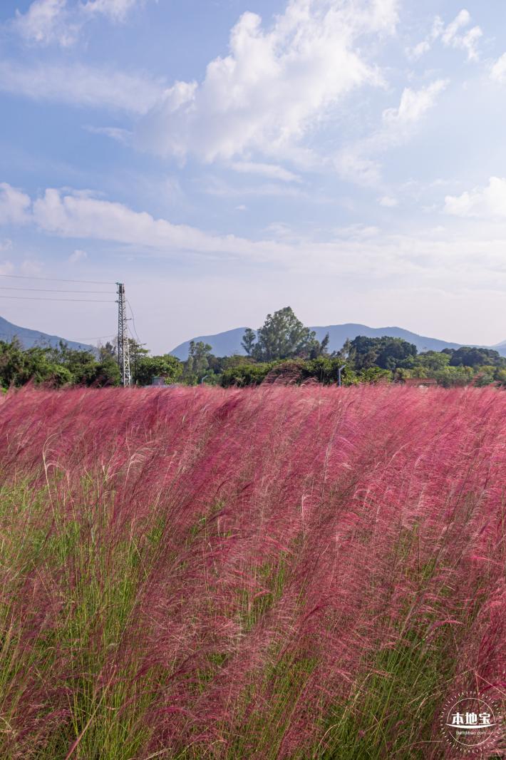大鹏粉黛花海