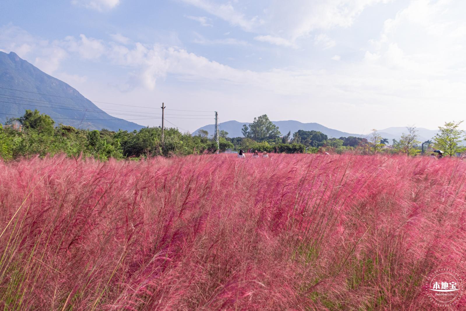 大鹏粉黛花海
