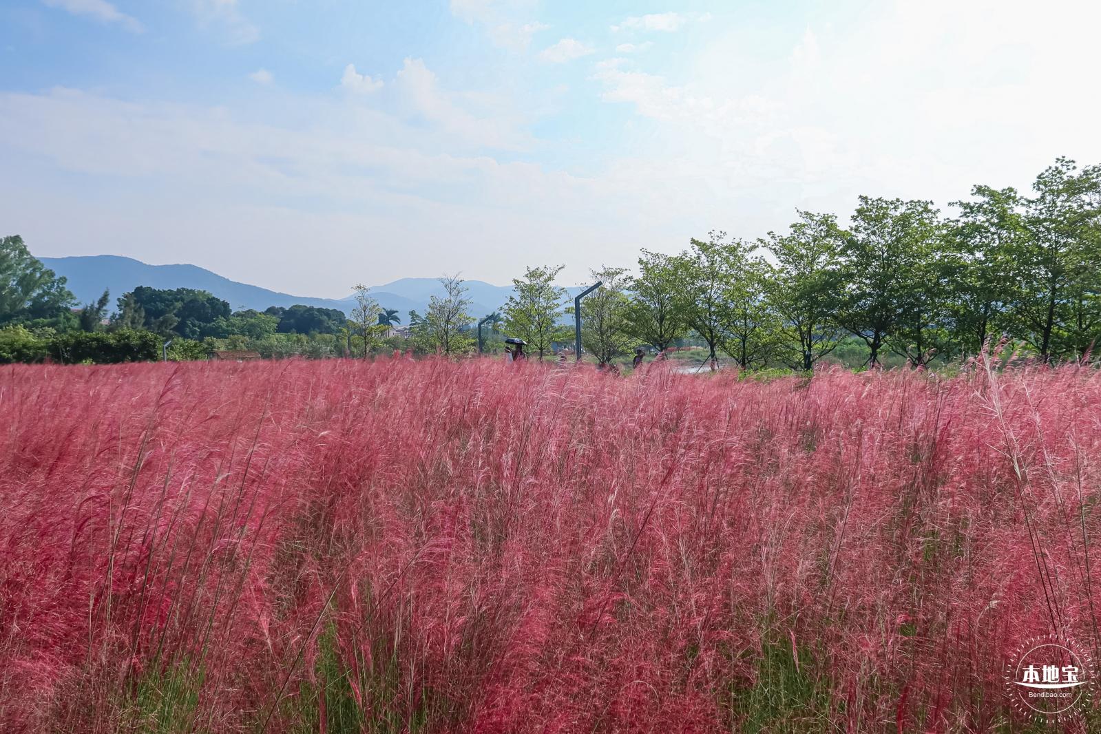 大鹏粉黛花海