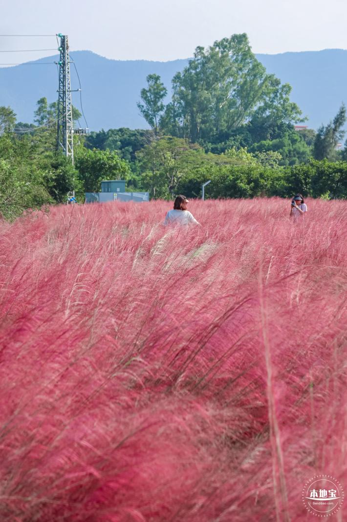 大鹏粉黛花海