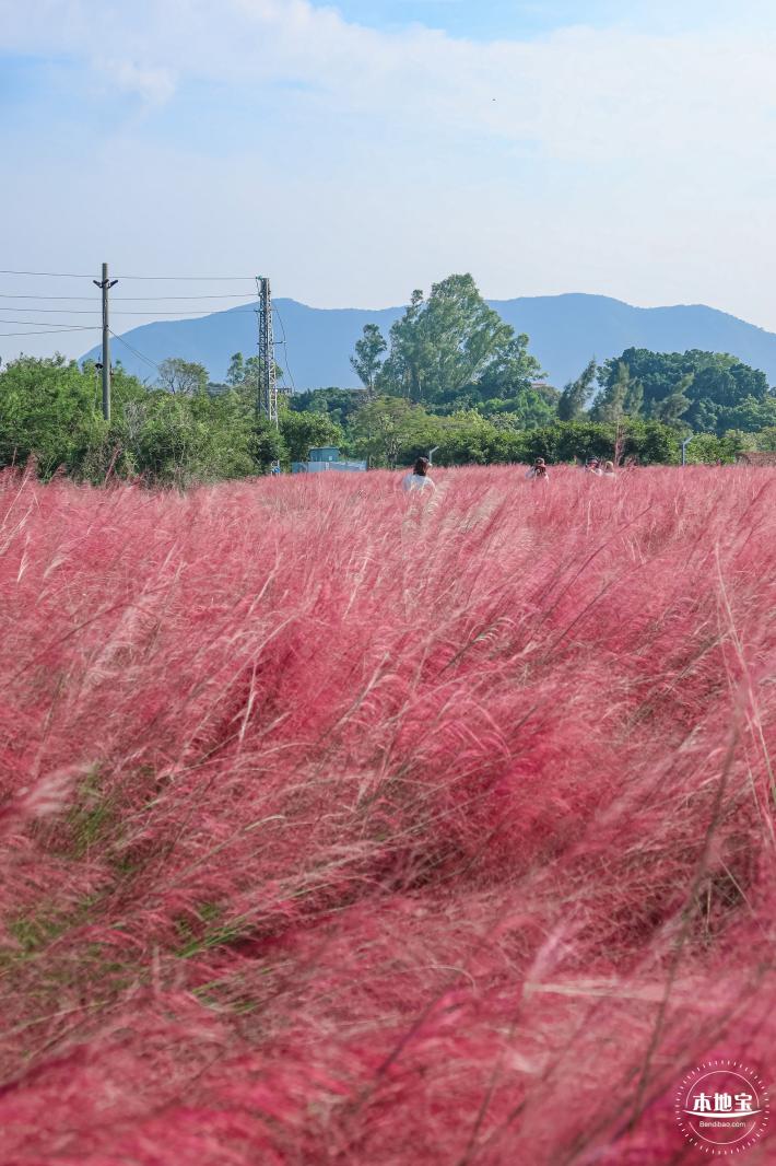 大鹏粉黛花海