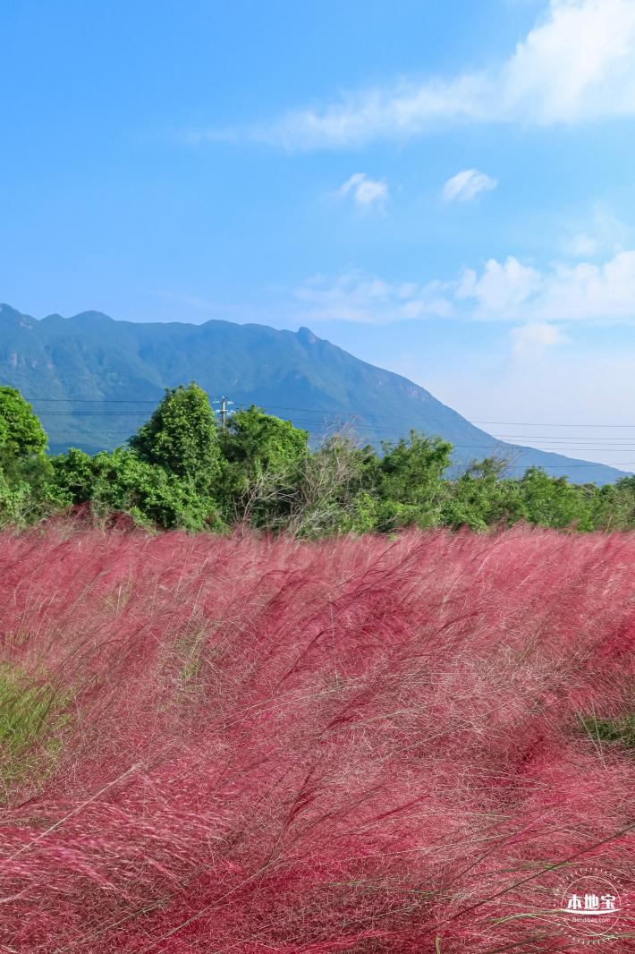 大鹏粉黛花海
