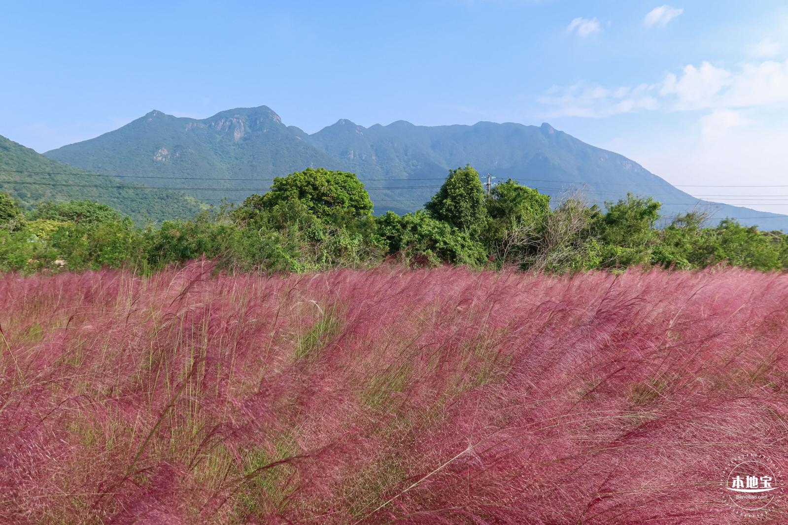 大鹏粉黛花海