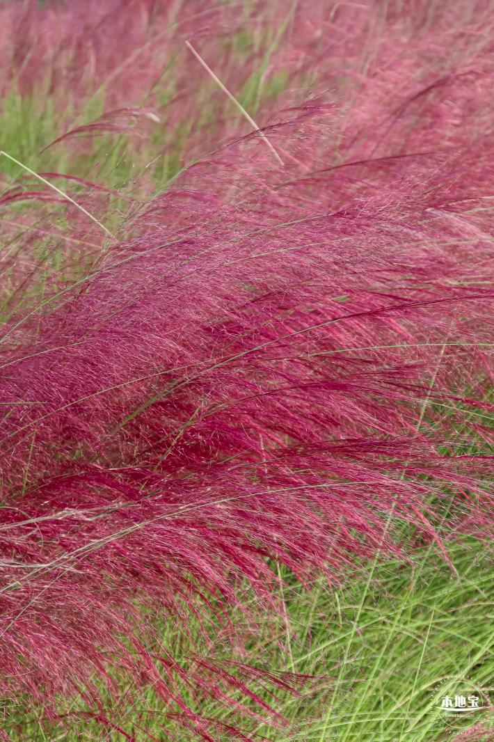 大鹏粉黛花海