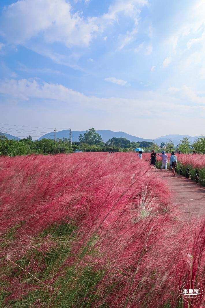 大鹏粉黛花海