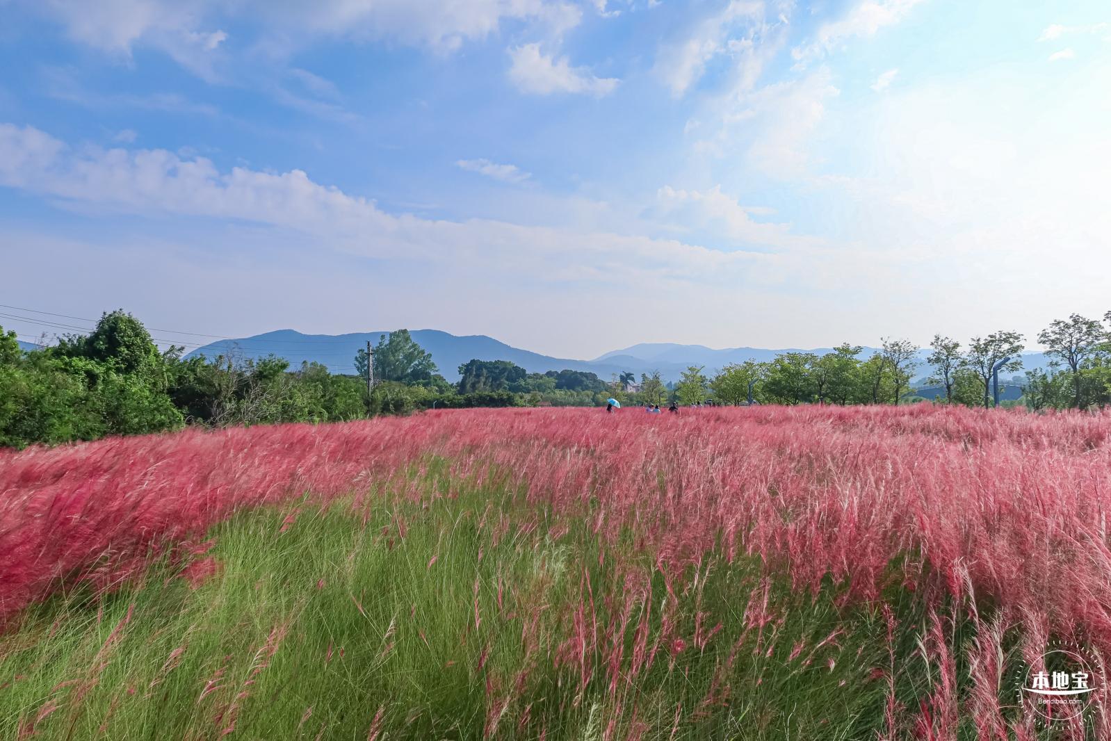 大鹏粉黛花海