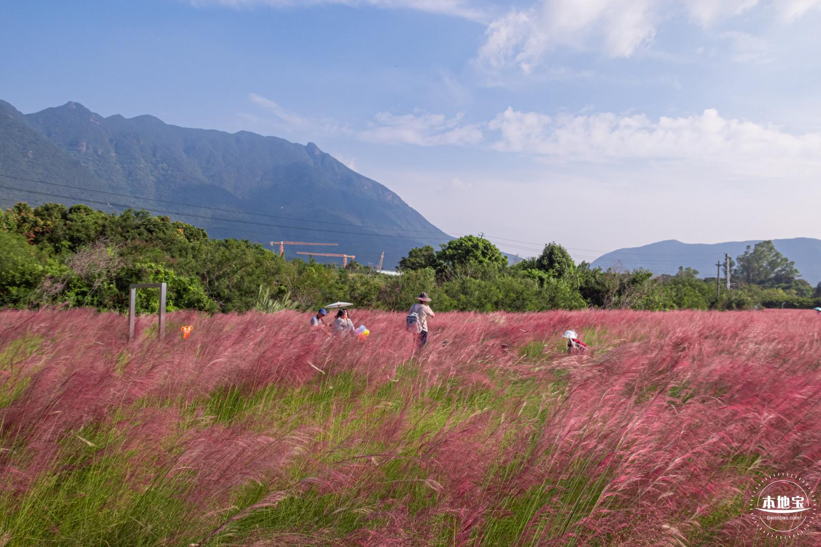 大鹏粉黛花海