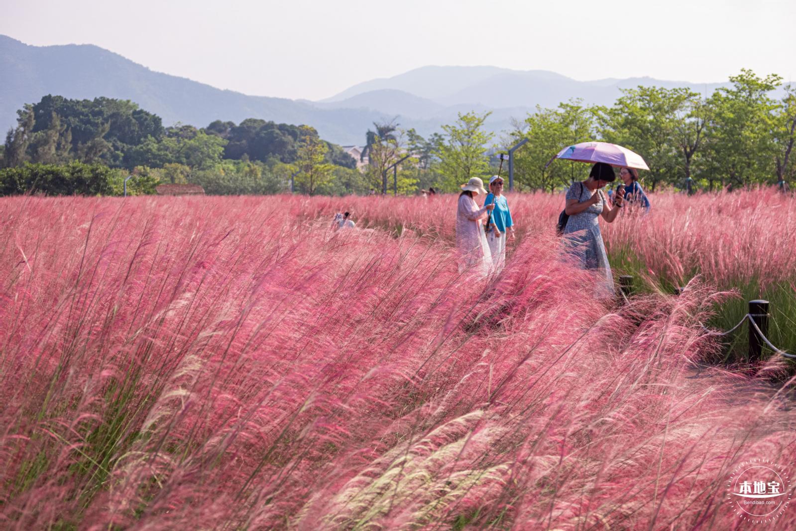大鹏粉黛花海
