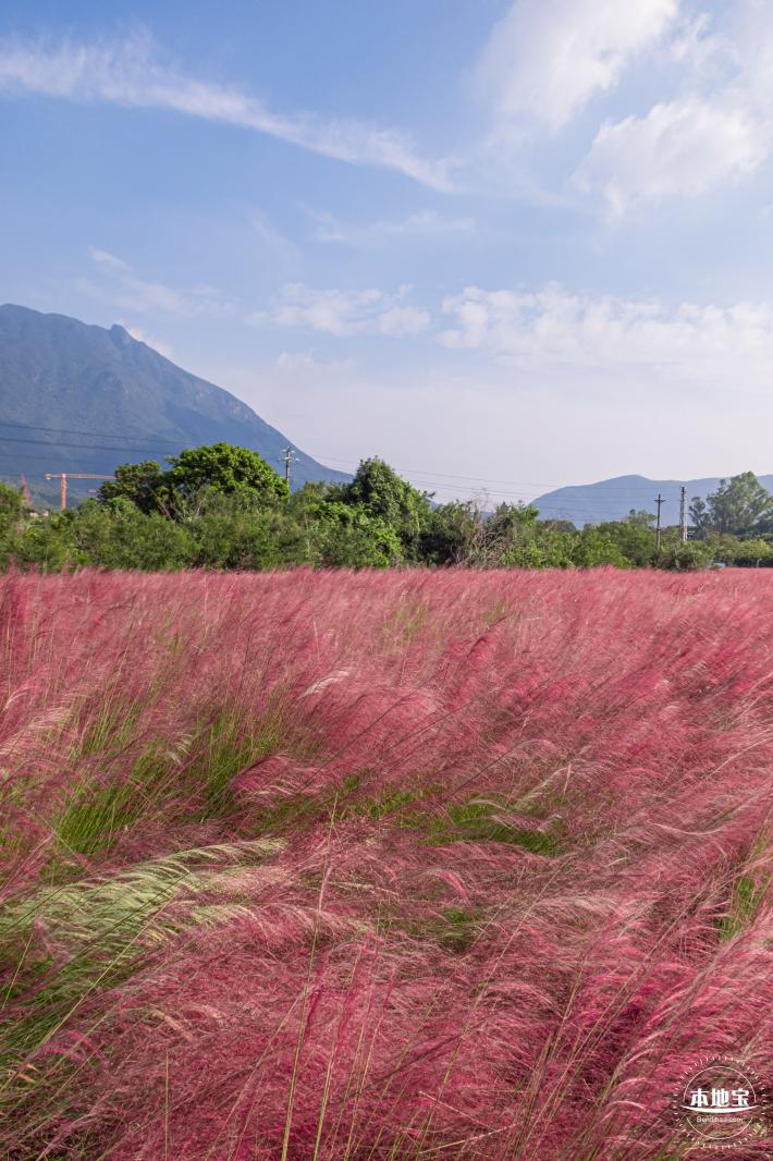 大鹏粉黛花海
