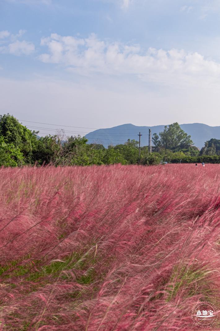 大鹏粉黛花海