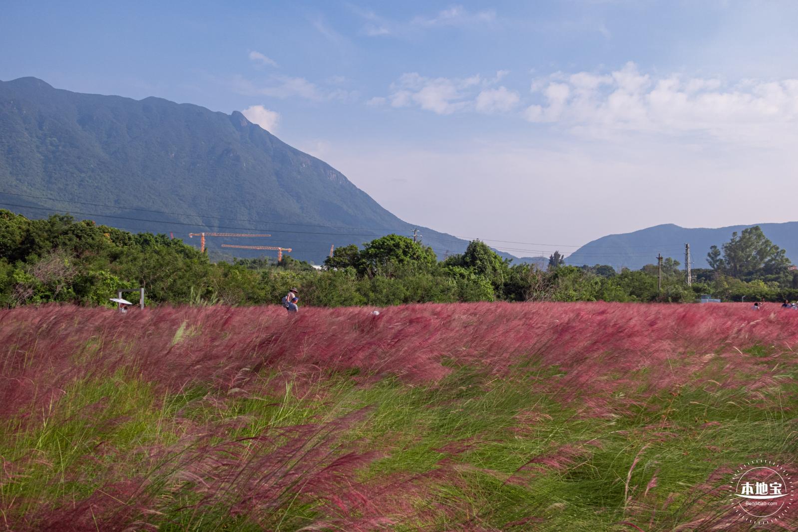 大鹏粉黛花海