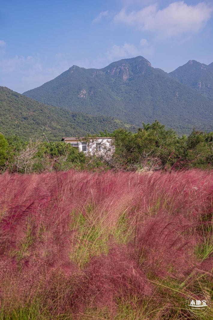 大鹏粉黛花海