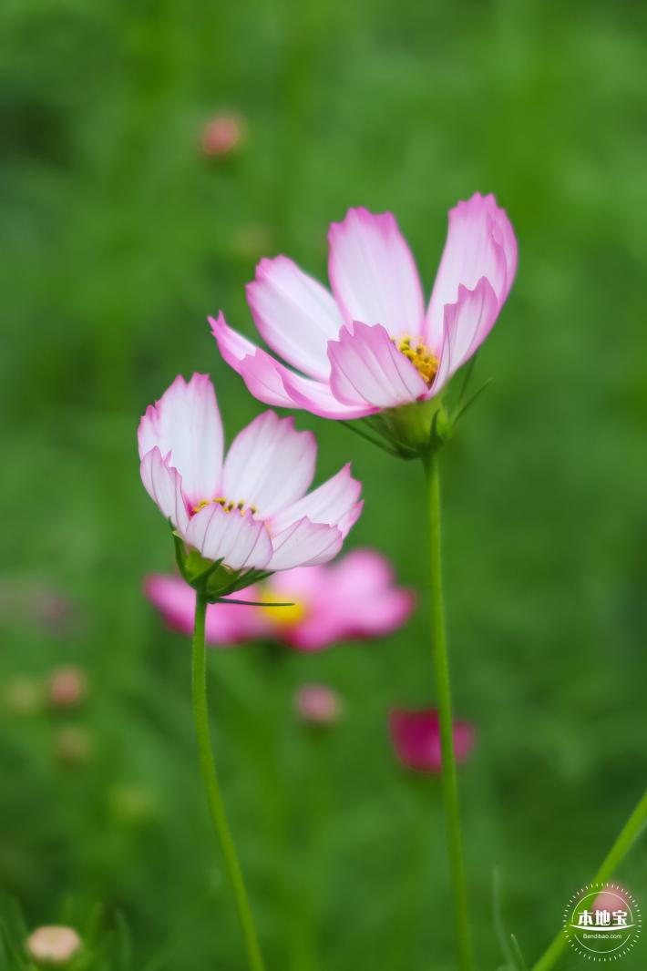 版画村格桑花海