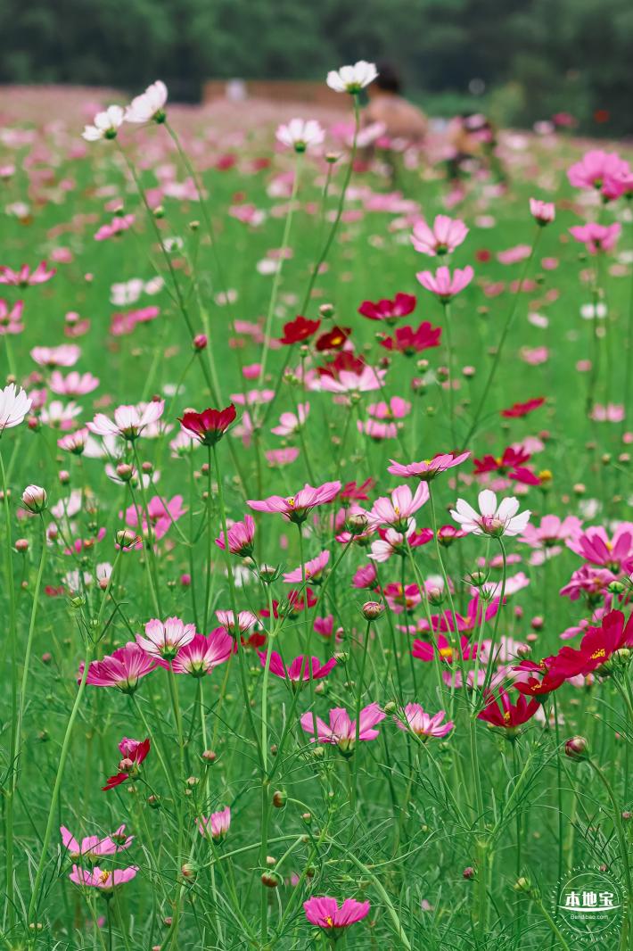 版画村格桑花海