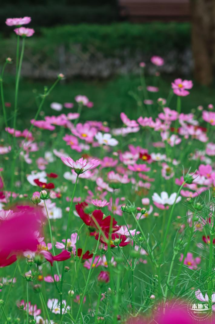 版画村格桑花海