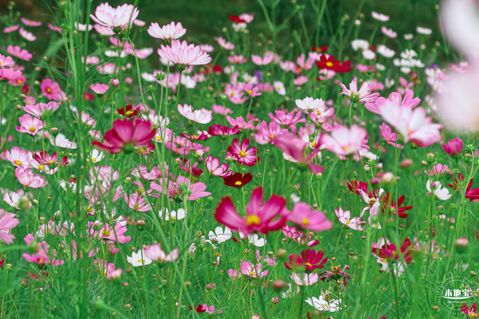 版画村格桑花海