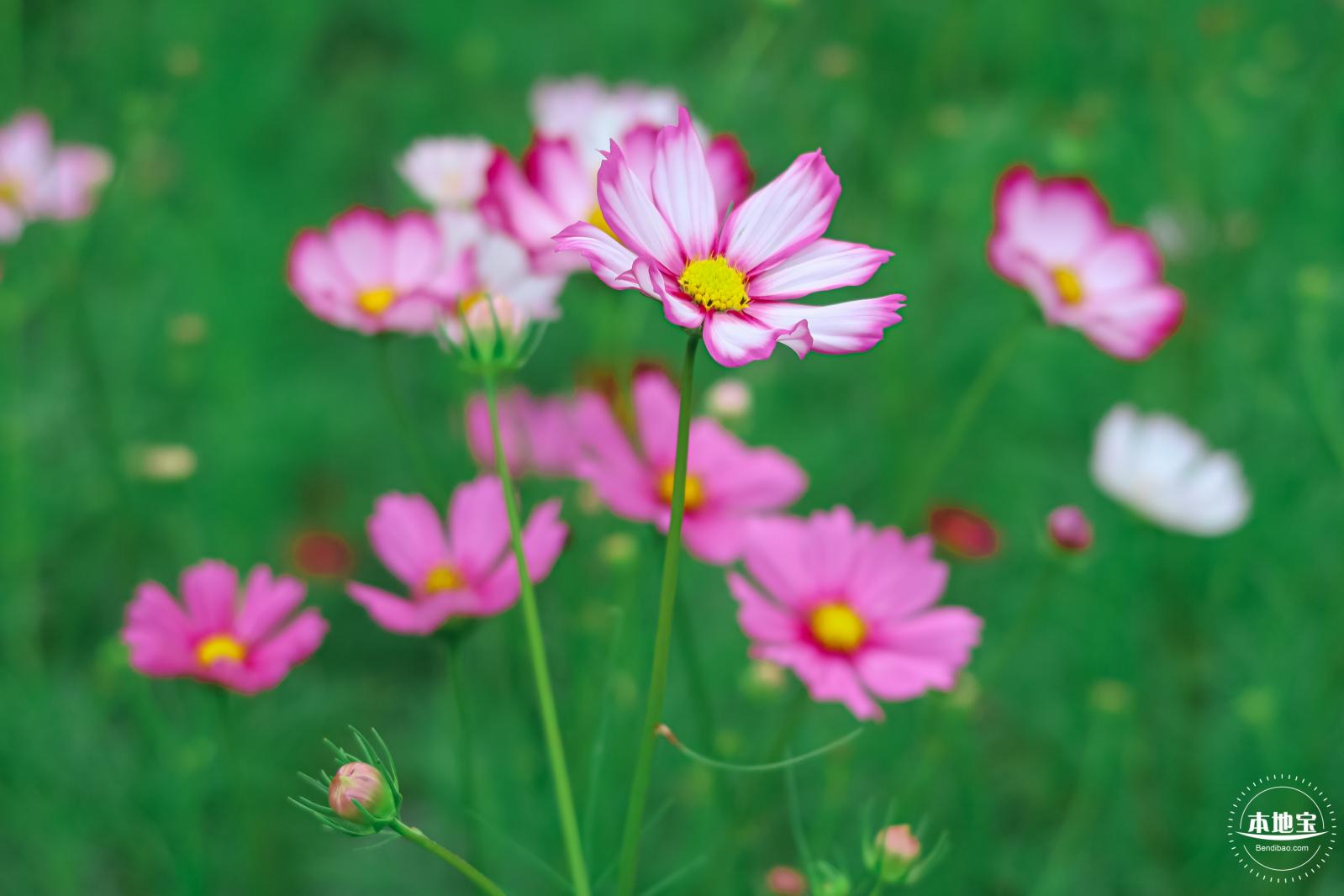 版画村格桑花海