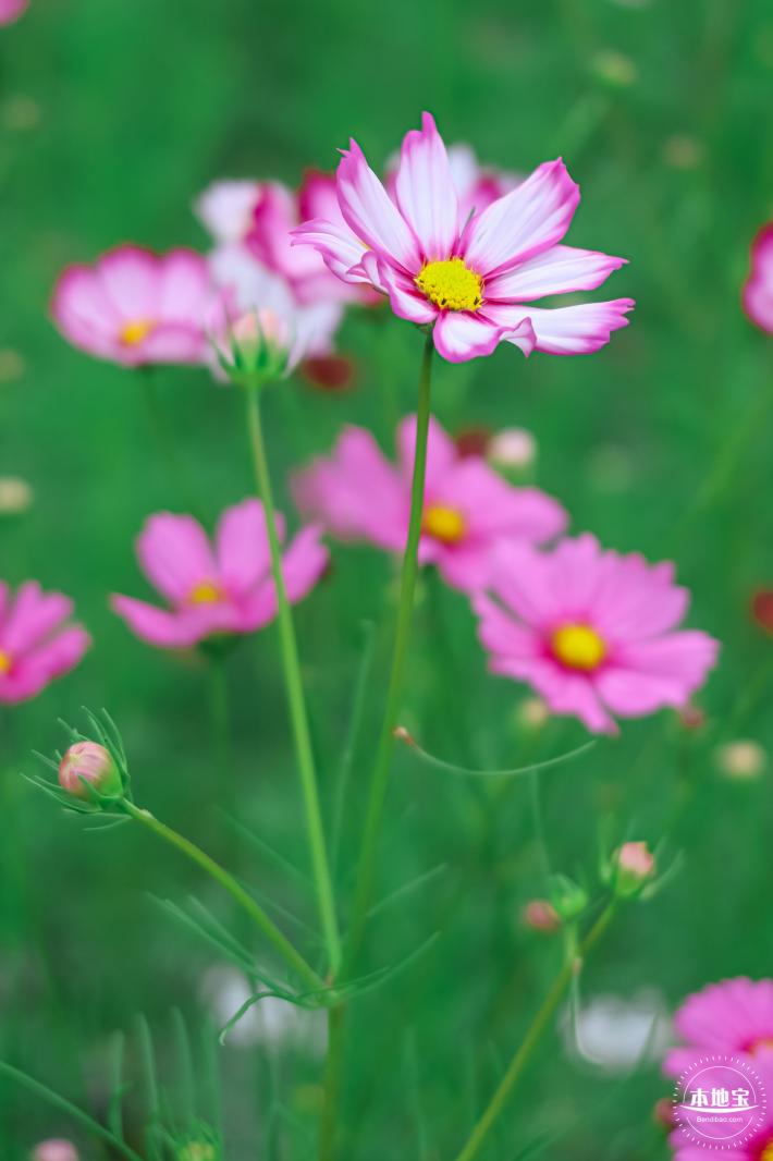 版画村格桑花海