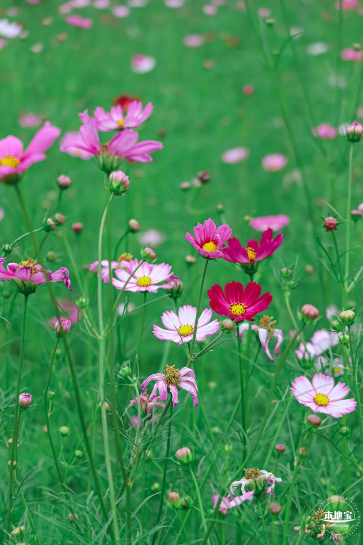 版画村格桑花海