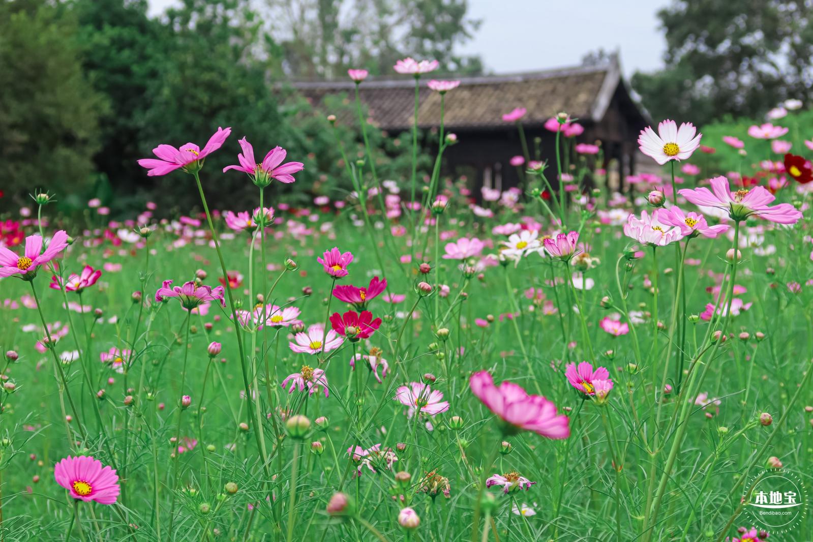 版画村格桑花海