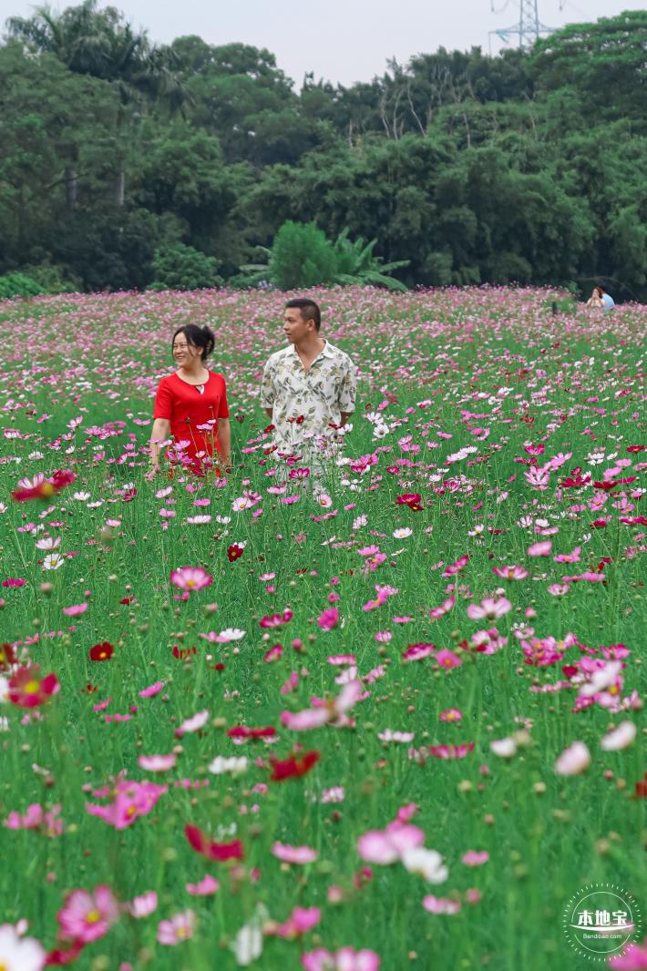 版画村格桑花海