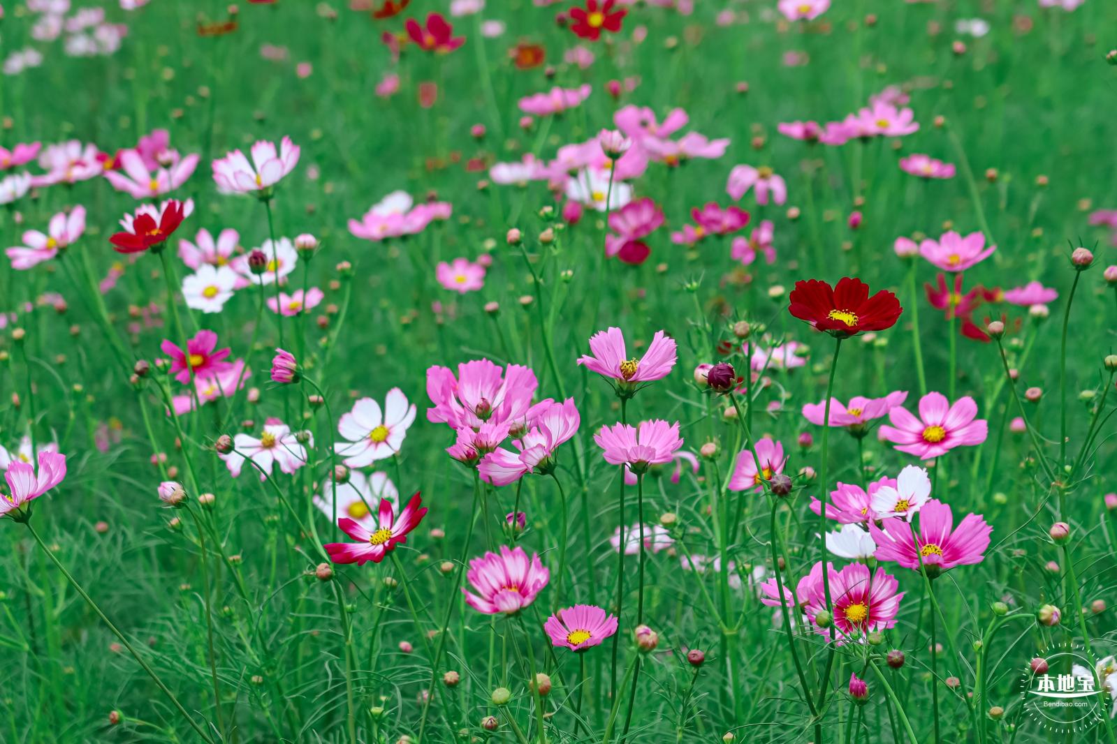 版画村格桑花海