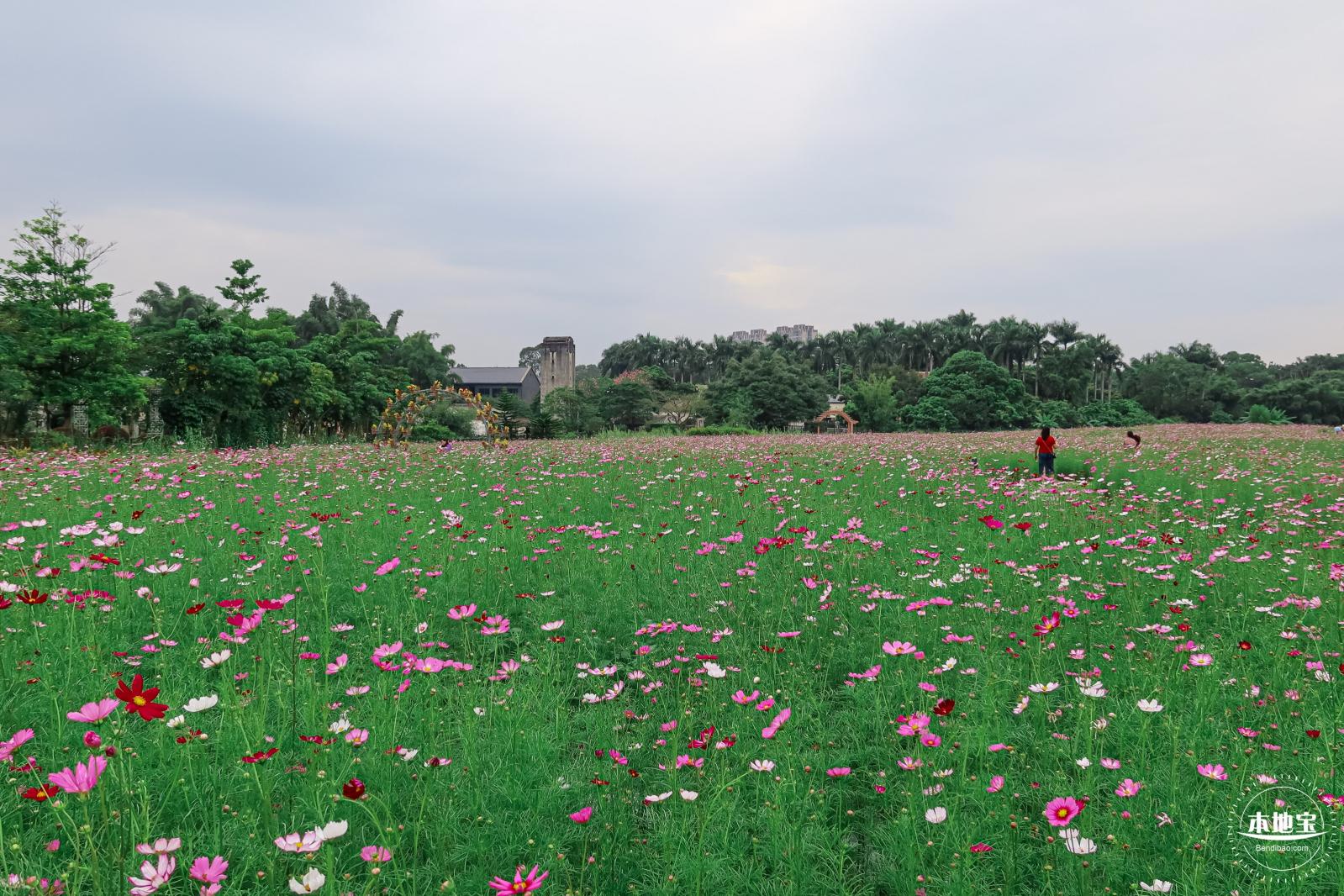 版画村格桑花海