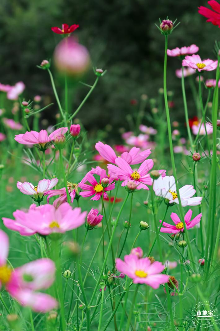 版画村格桑花海