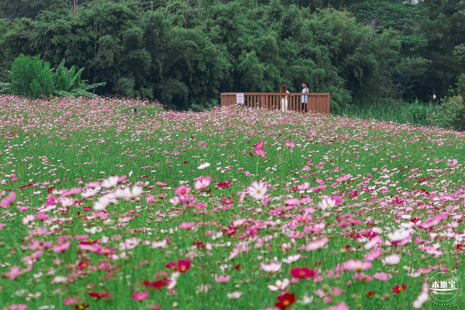 版画村格桑花海