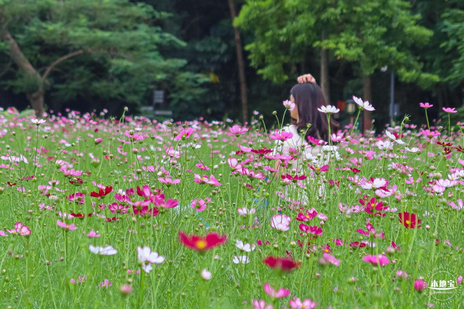 版画村格桑花海