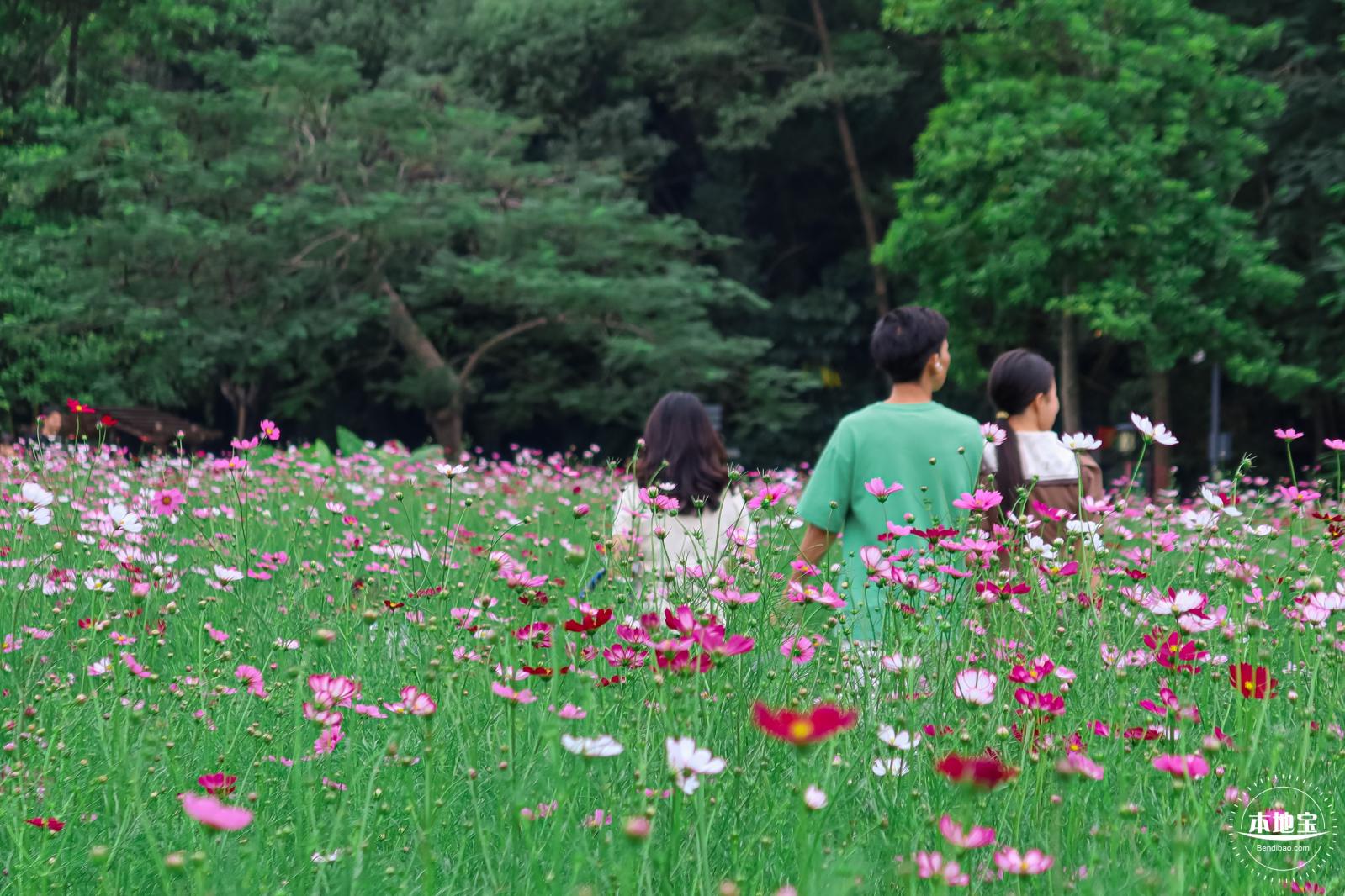 版画村格桑花海