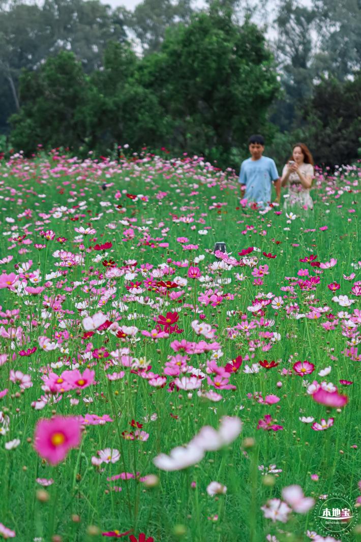 版画村格桑花海