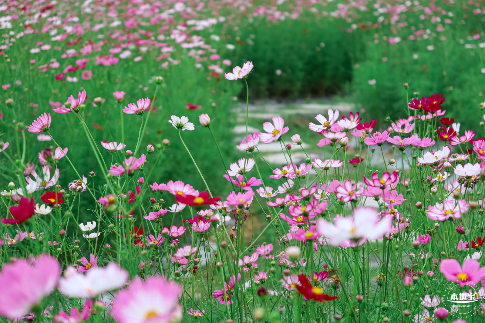 版画村格桑花海