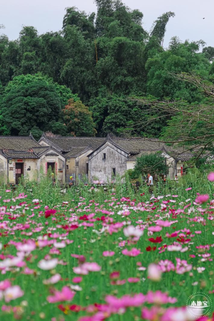 版画村格桑花海