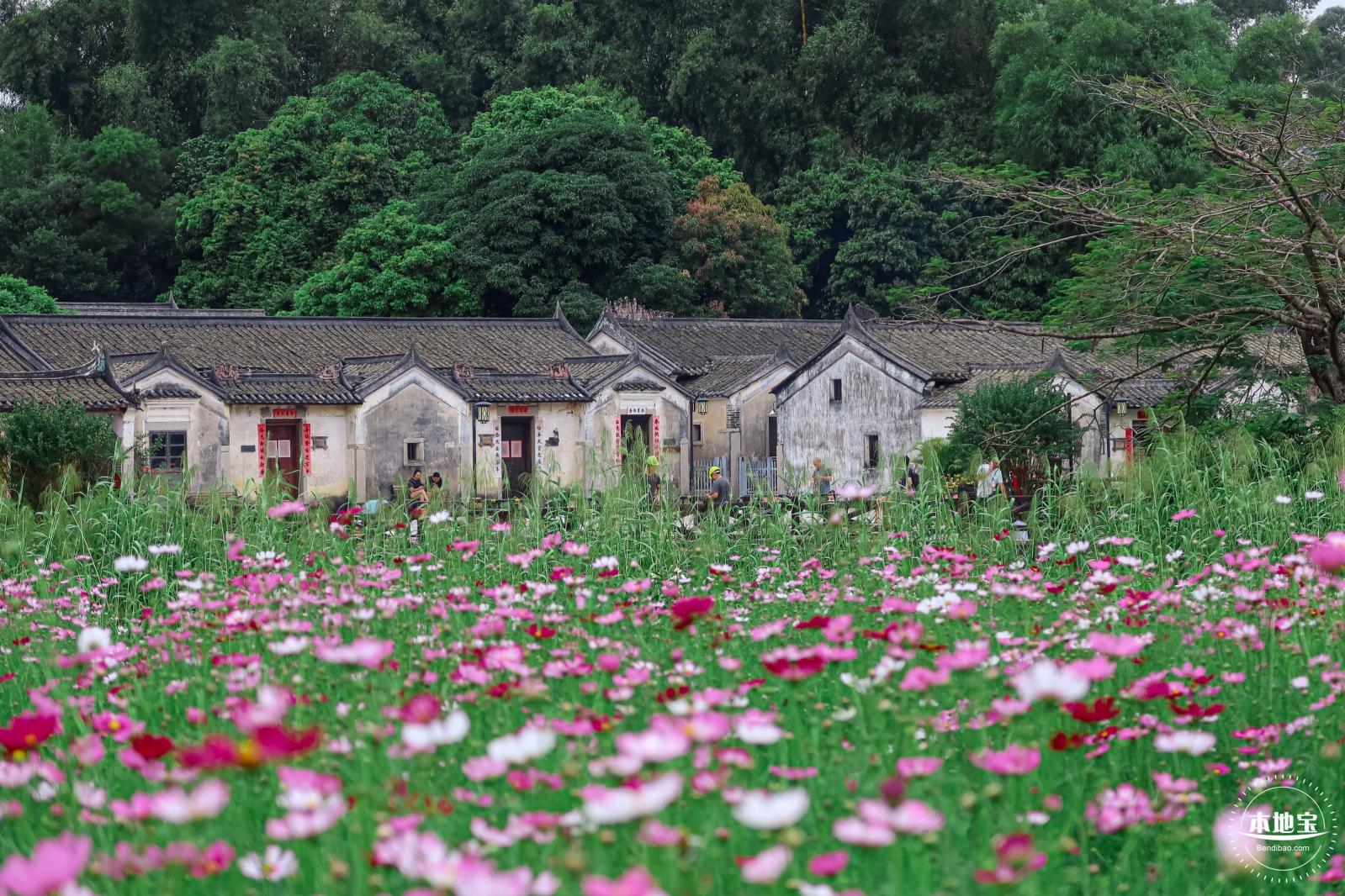 版画村格桑花海