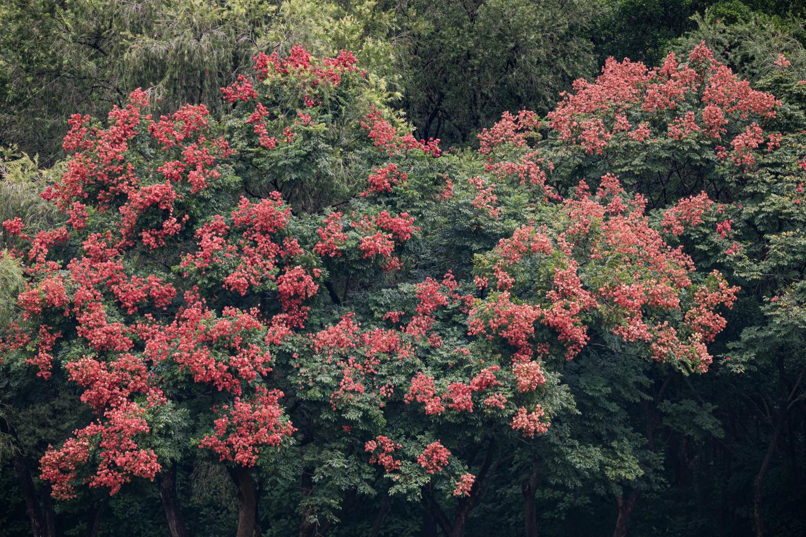 莲花山栾树