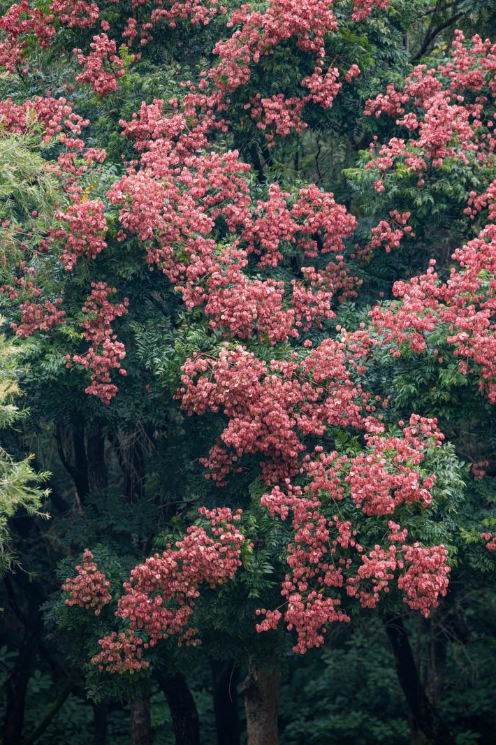 莲花山栾树