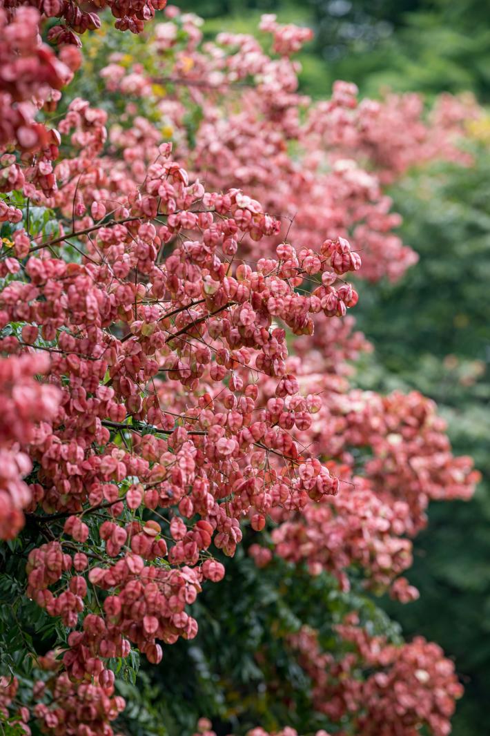 莲花山栾树