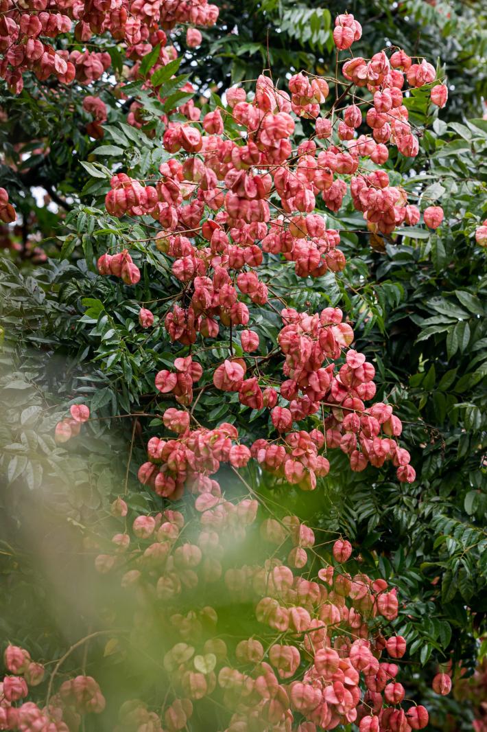 莲花山栾树