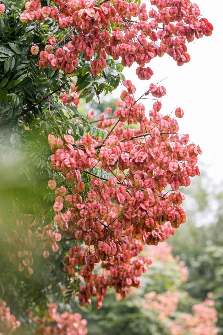 莲花山栾树
