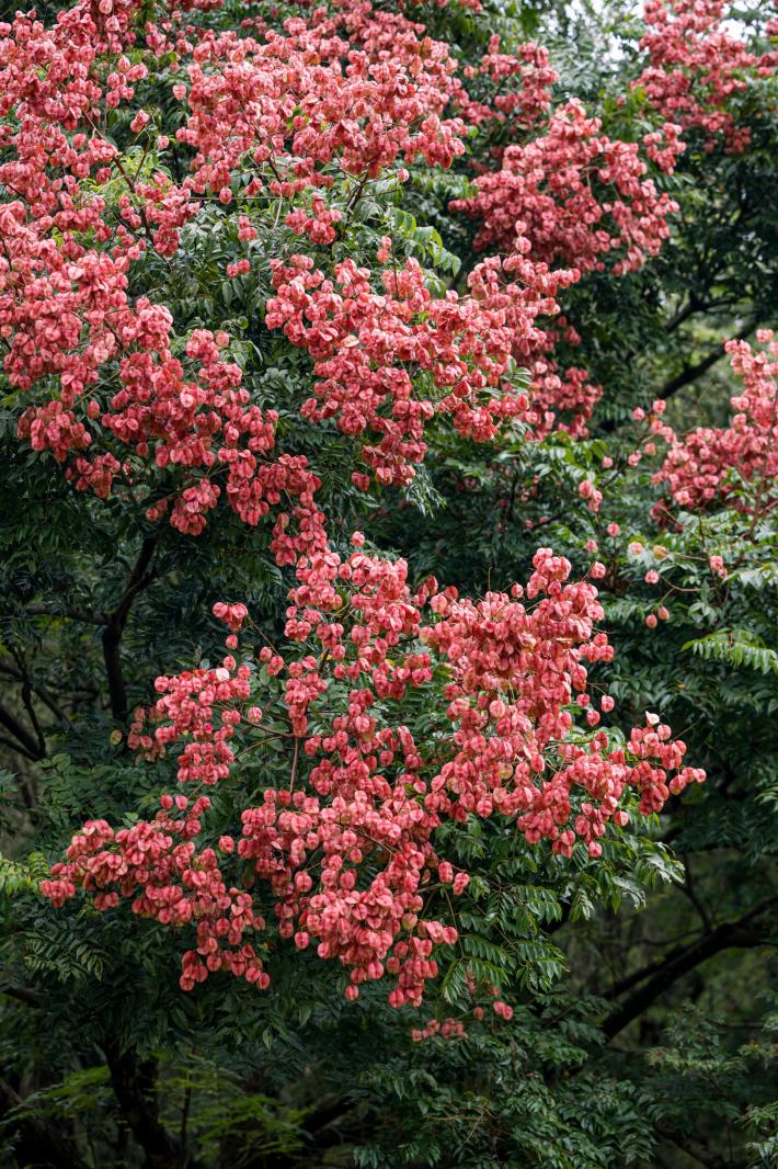 莲花山栾树