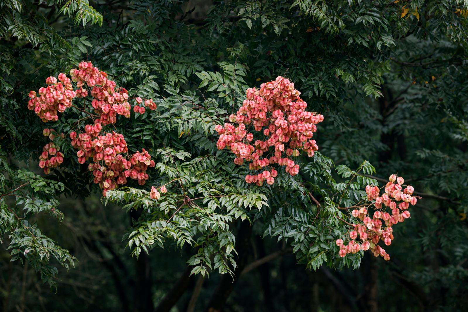 莲花山栾树
