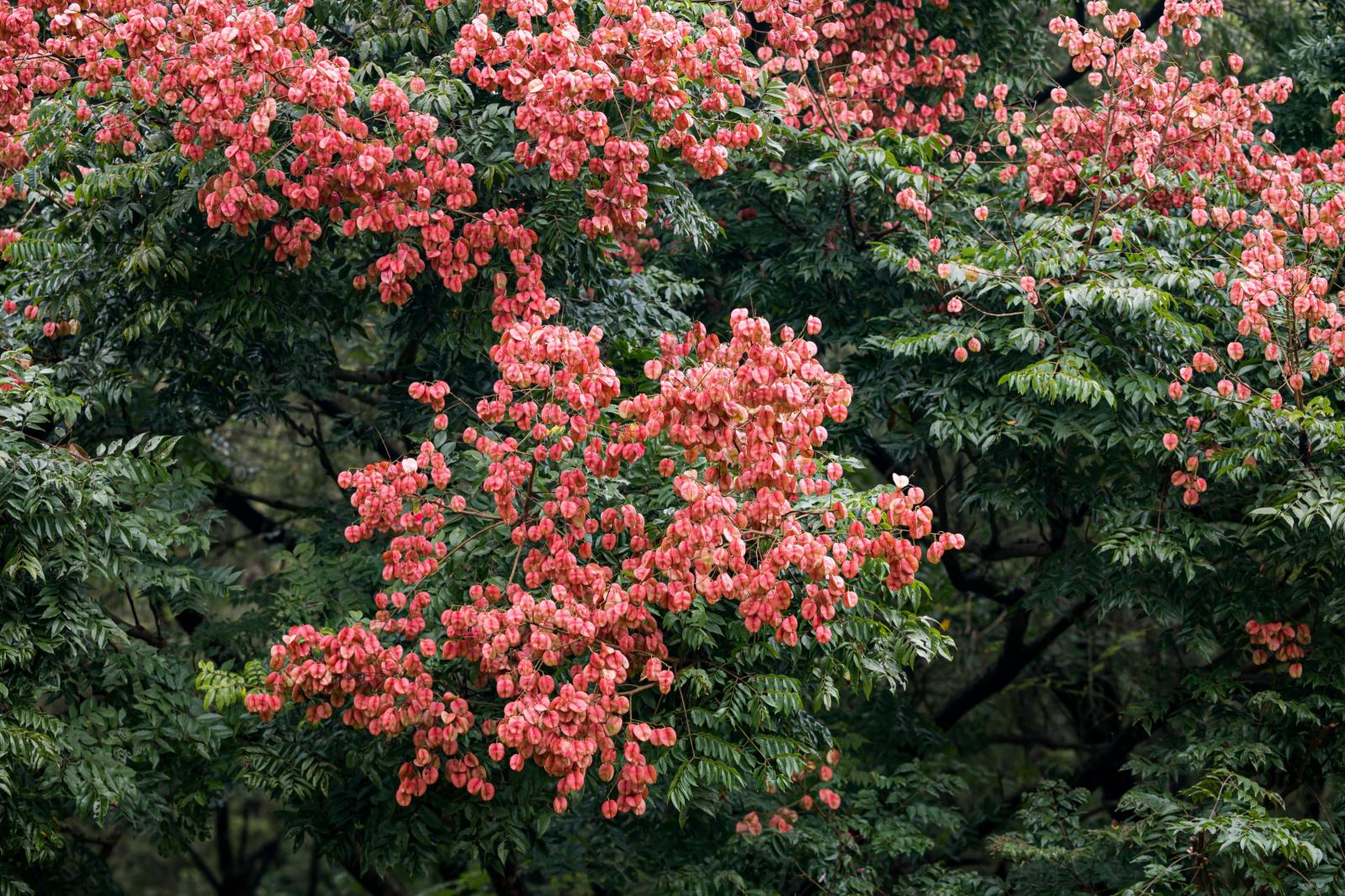 莲花山栾树