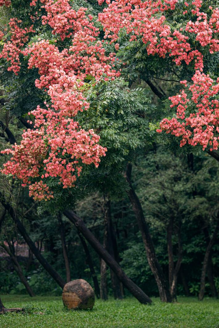 莲花山栾树