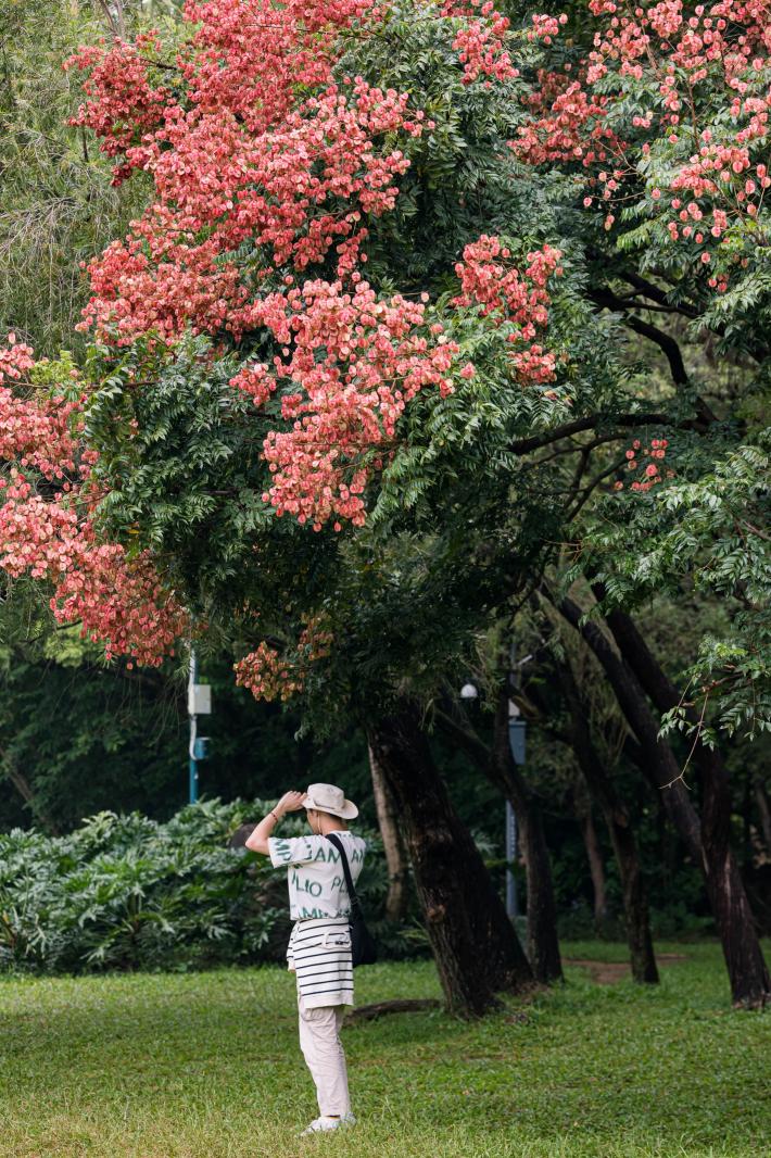 莲花山栾树