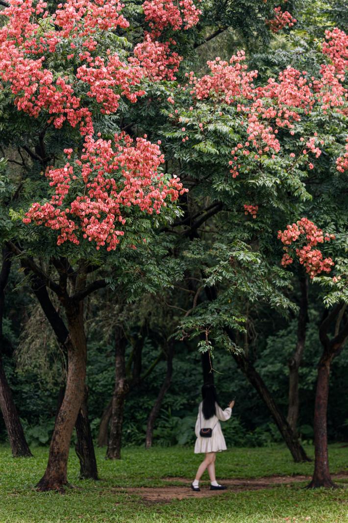 莲花山栾树