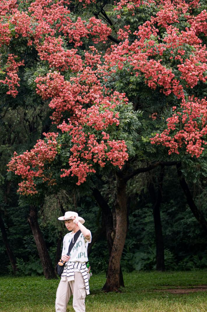 莲花山栾树