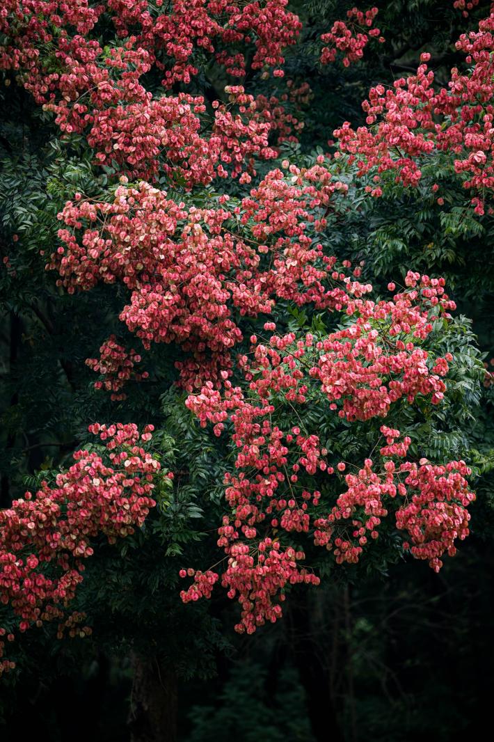 莲花山栾树