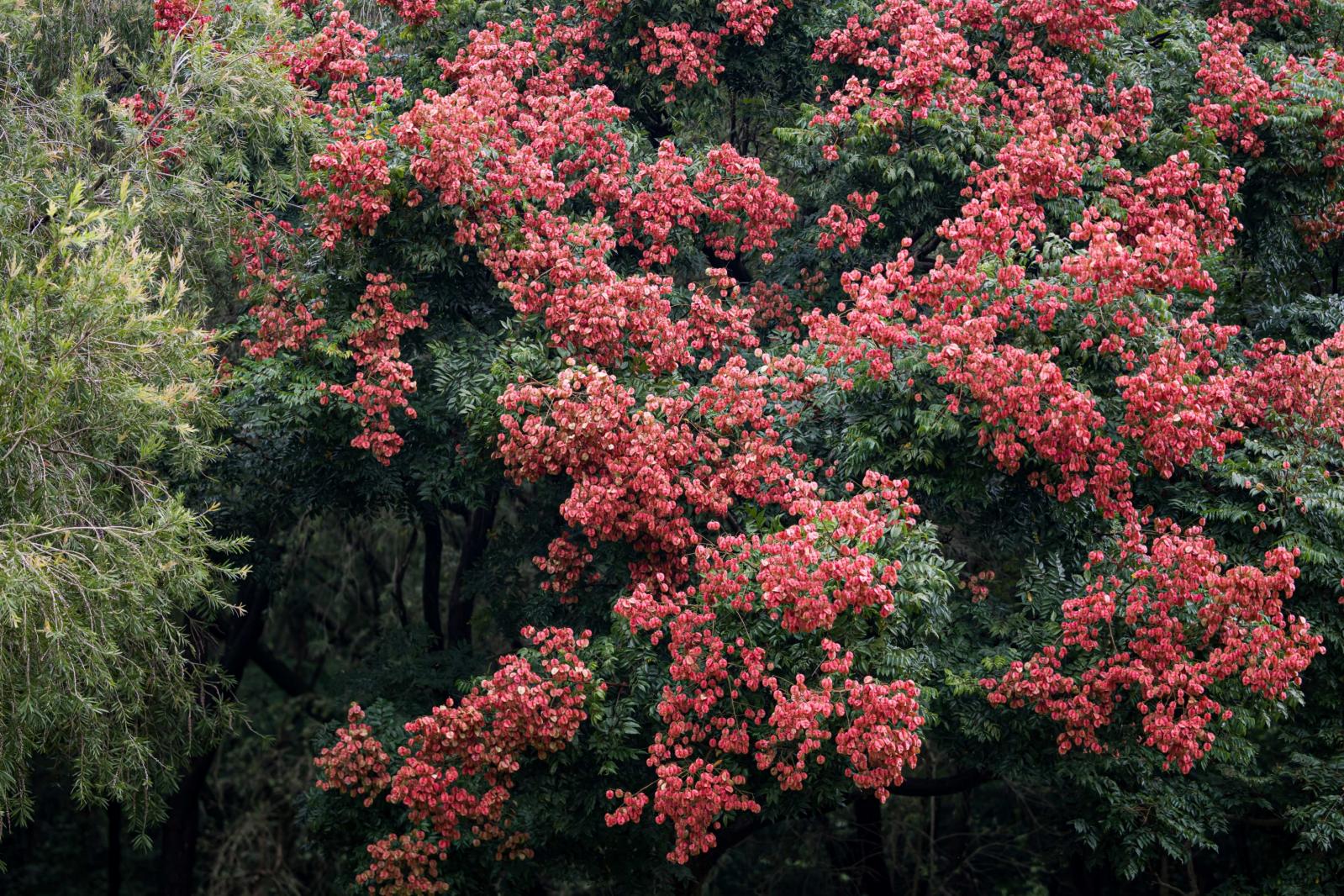 莲花山栾树