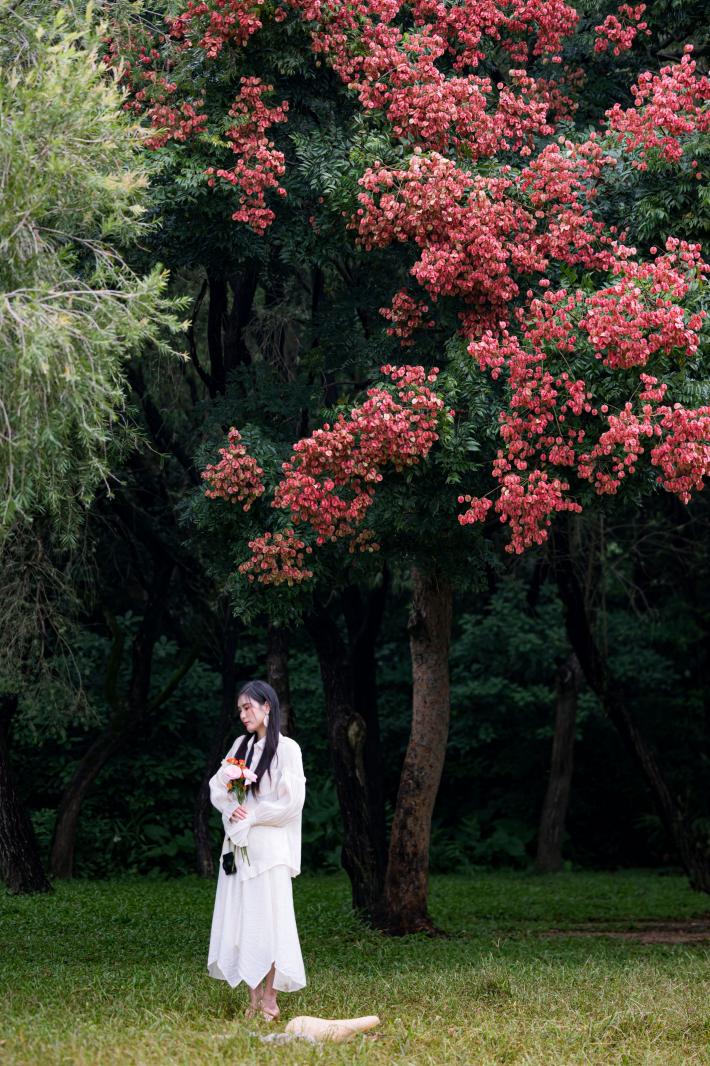 莲花山栾树